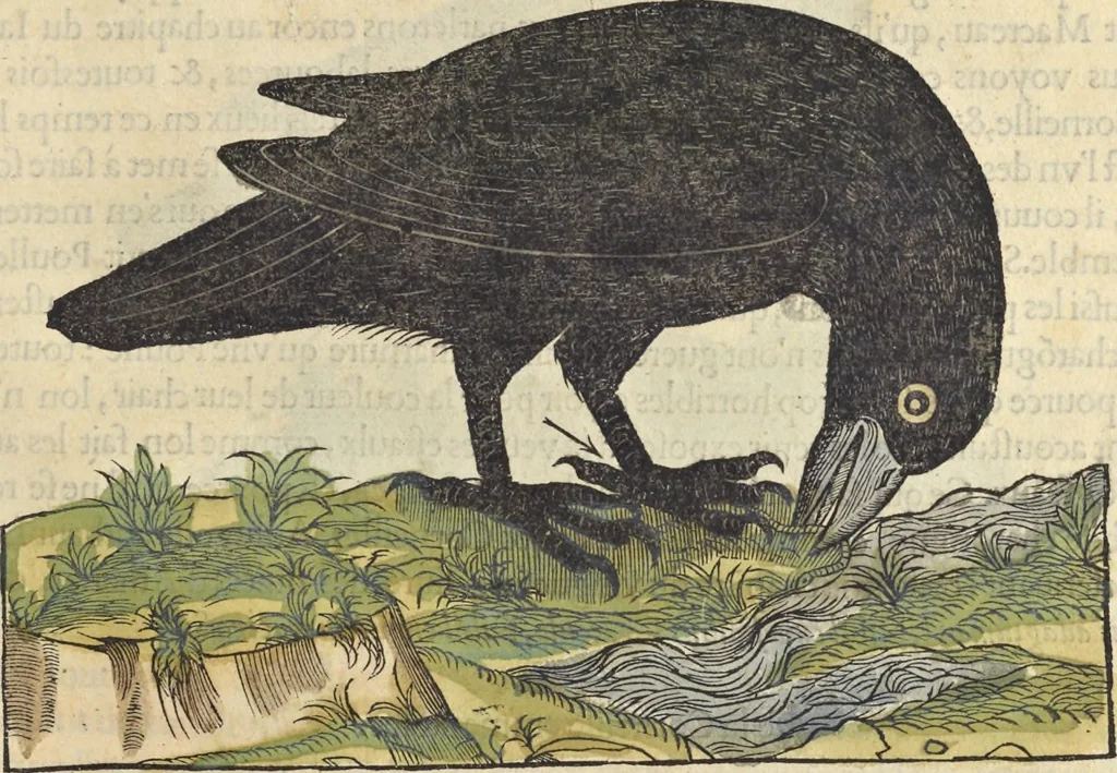 An illustration from L'histoire de la natvre des oyseavx : avec levrs descriptions, & naïfs portraicts retirez du natvrel, escrite en sept livres, 1555, leaf 314