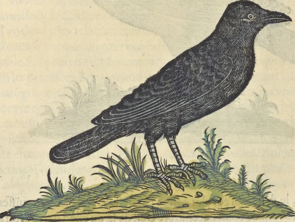 An illustration from L'histoire de la natvre des oyseavx : avec levrs descriptions, & naïfs portraicts retirez du natvrel, escrite en sept livres, 1555, leaf 317