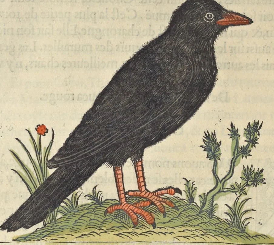 An illustration from L'histoire de la natvre des oyseavx : avec levrs descriptions, & naïfs portraicts retirez du natvrel, escrite en sept livres, 1555, leaf 319