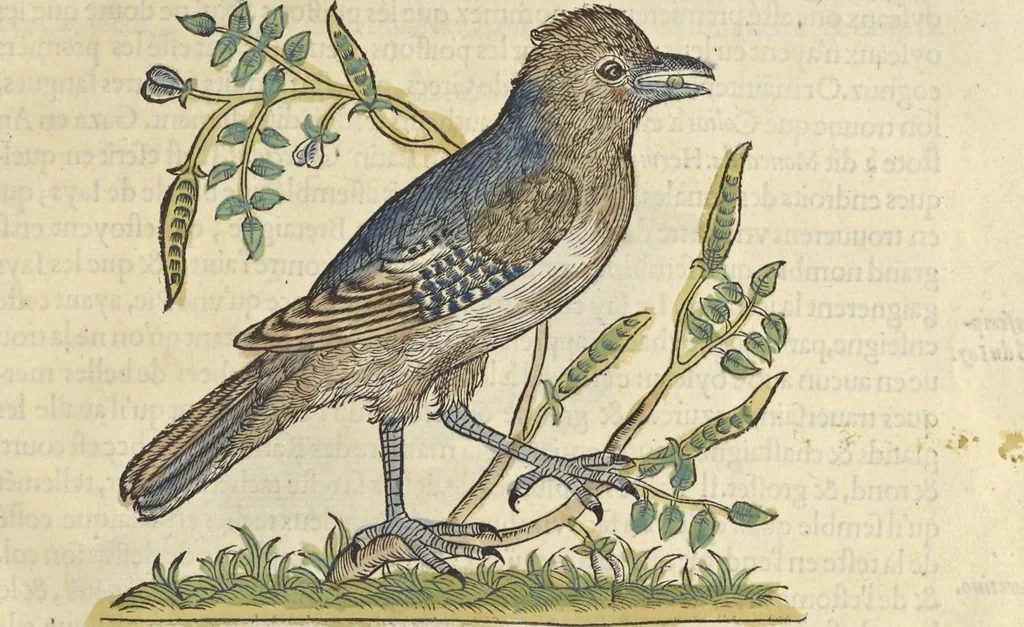 An illustration from L'histoire de la natvre des oyseavx : avec levrs descriptions, & naïfs portraicts retirez du natvrel, escrite en sept livres, 1555, leaf 320
