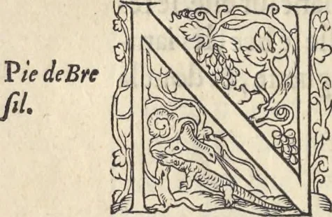An illustration from L'histoire de la natvre des oyseavx : avec levrs descriptions, & naïfs portraicts retirez du natvrel, escrite en sept livres, 1555, leaf 323