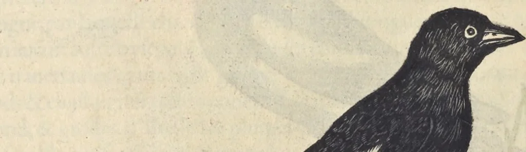 An illustration from L'histoire de la natvre des oyseavx : avec levrs descriptions, & naïfs portraicts retirez du natvrel, escrite en sept livres, 1555, leaf 323