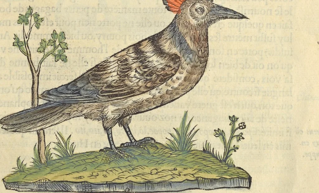 An illustration from L'histoire de la natvre des oyseavx : avec levrs descriptions, & naïfs portraicts retirez du natvrel, escrite en sept livres, 1555, leaf 324
