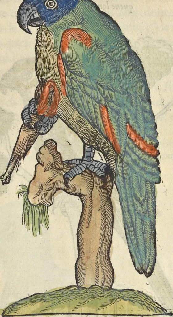 An illustration from L'histoire de la natvre des oyseavx : avec levrs descriptions, & naïfs portraicts retirez du natvrel, escrite en sept livres, 1555, leaf 328