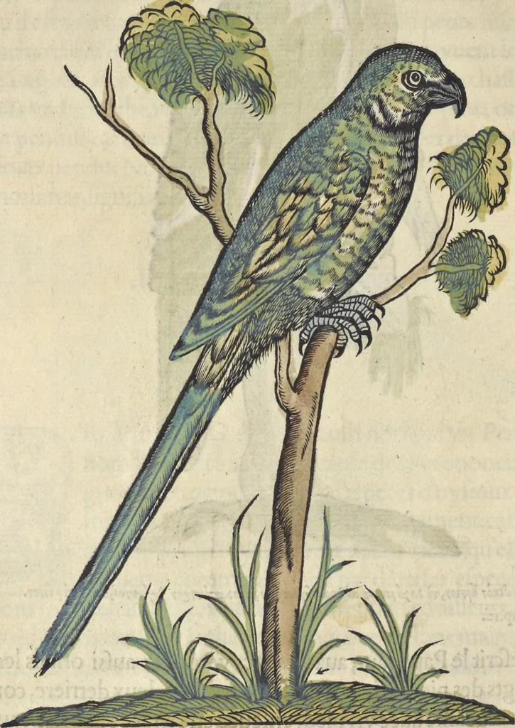 An illustration from L'histoire de la natvre des oyseavx : avec levrs descriptions, & naïfs portraicts retirez du natvrel, escrite en sept livres, 1555, leaf 329