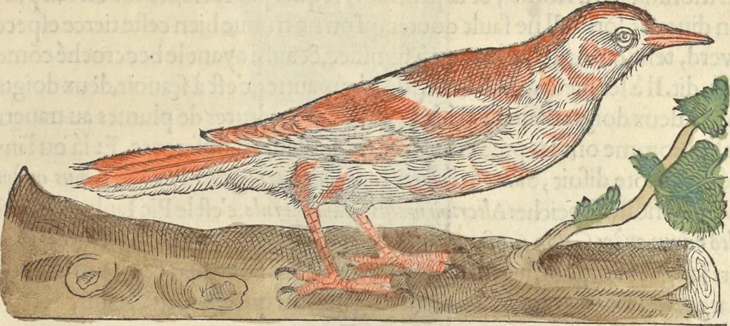 An illustration from L'histoire de la natvre des oyseavx : avec levrs descriptions, & naïfs portraicts retirez du natvrel, escrite en sept livres, 1555, leaf 332