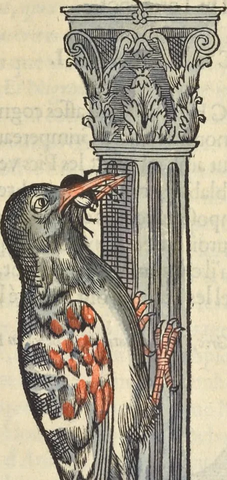 An illustration from L'histoire de la natvre des oyseavx : avec levrs descriptions, & naïfs portraicts retirez du natvrel, escrite en sept livres, 1555, leaf 334