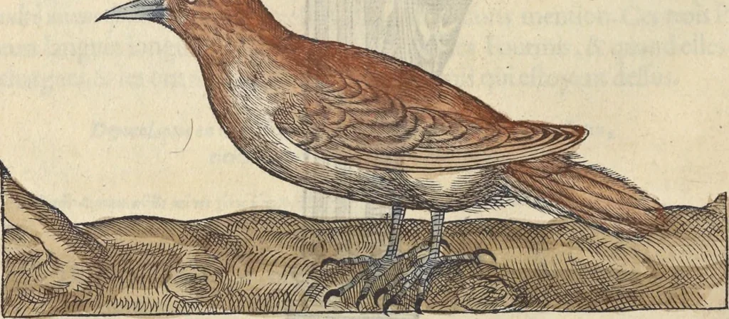 An illustration from L'histoire de la natvre des oyseavx : avec levrs descriptions, & naïfs portraicts retirez du natvrel, escrite en sept livres, 1555, leaf 335