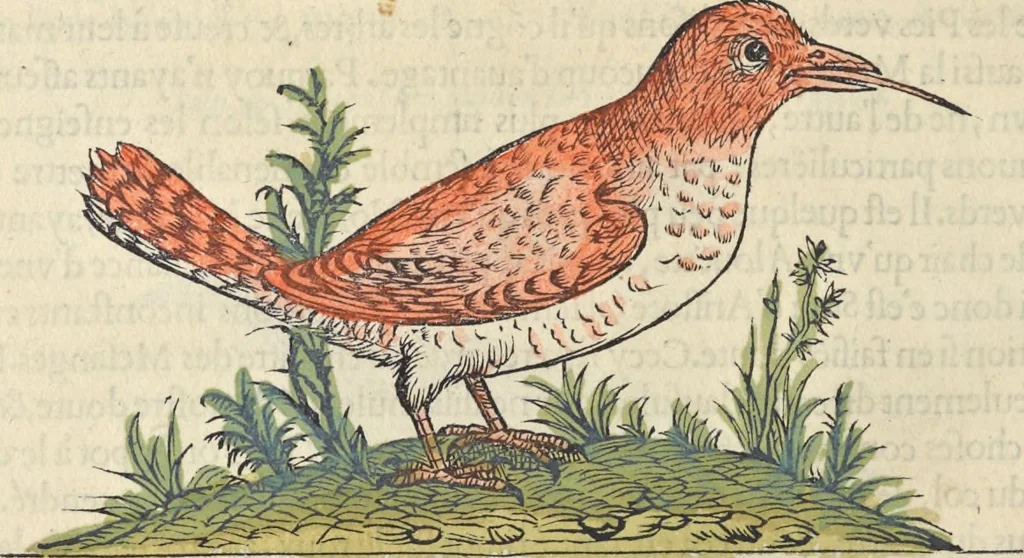 An illustration from L'histoire de la natvre des oyseavx : avec levrs descriptions, & naïfs portraicts retirez du natvrel, escrite en sept livres, 1555, leaf 337