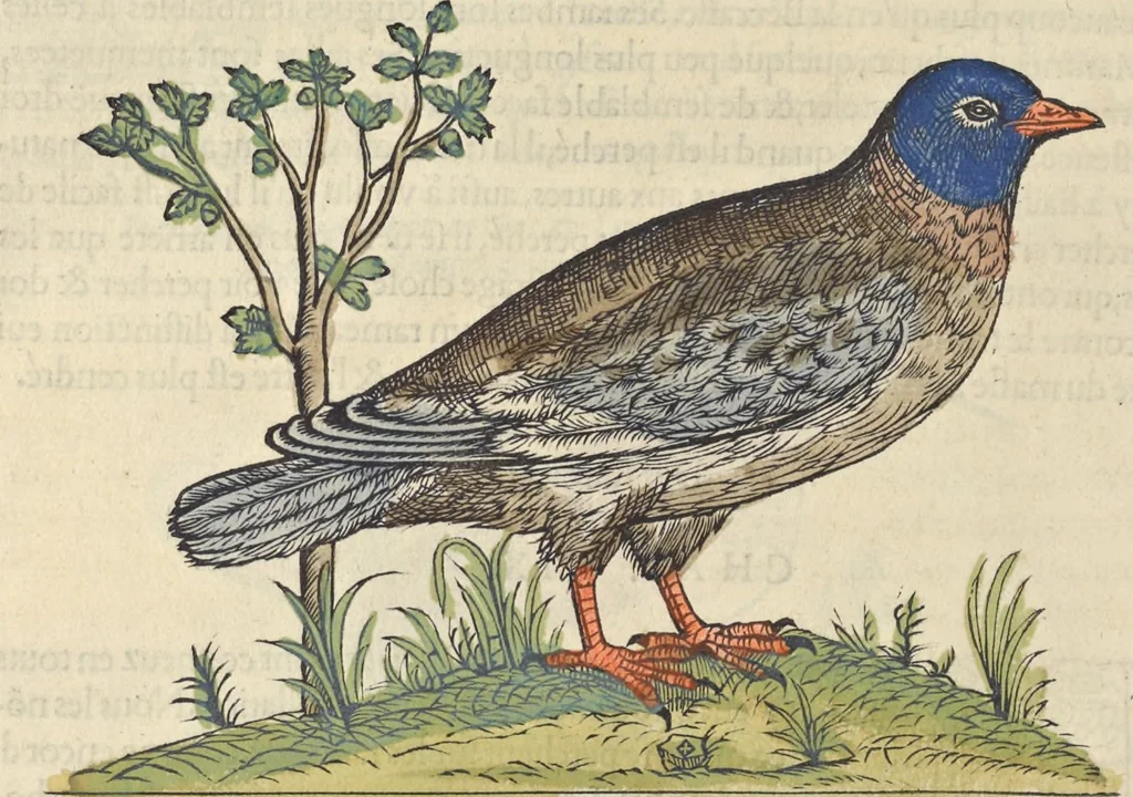An illustration from L'histoire de la natvre des oyseavx : avec levrs descriptions, & naïfs portraicts retirez du natvrel, escrite en sept livres, 1555, leaf 339