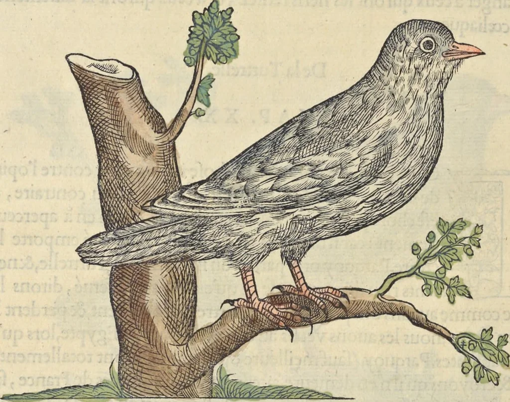 An illustration from L'histoire de la natvre des oyseavx : avec levrs descriptions, & naïfs portraicts retirez du natvrel, escrite en sept livres, 1555, leaf 341