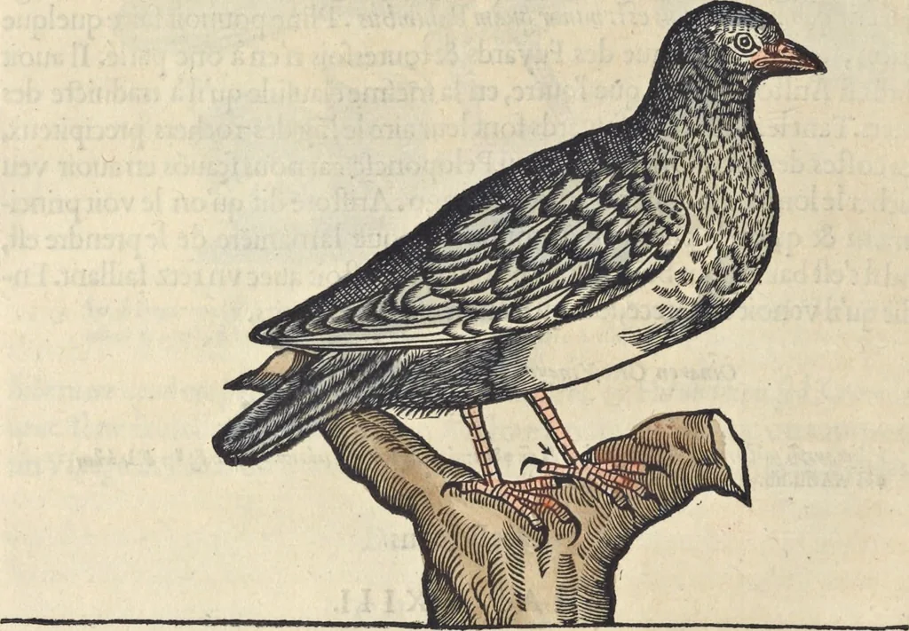 An illustration from L'histoire de la natvre des oyseavx : avec levrs descriptions, & naïfs portraicts retirez du natvrel, escrite en sept livres, 1555, leaf 345