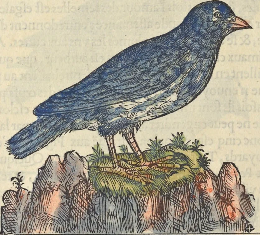 An illustration from L'histoire de la natvre des oyseavx : avec levrs descriptions, & naïfs portraicts retirez du natvrel, escrite en sept livres, 1555, leaf 347
