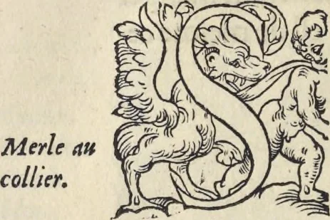 An illustration from L'histoire de la natvre des oyseavx : avec levrs descriptions, & naïfs portraicts retirez du natvrel, escrite en sept livres, 1555, leaf 349