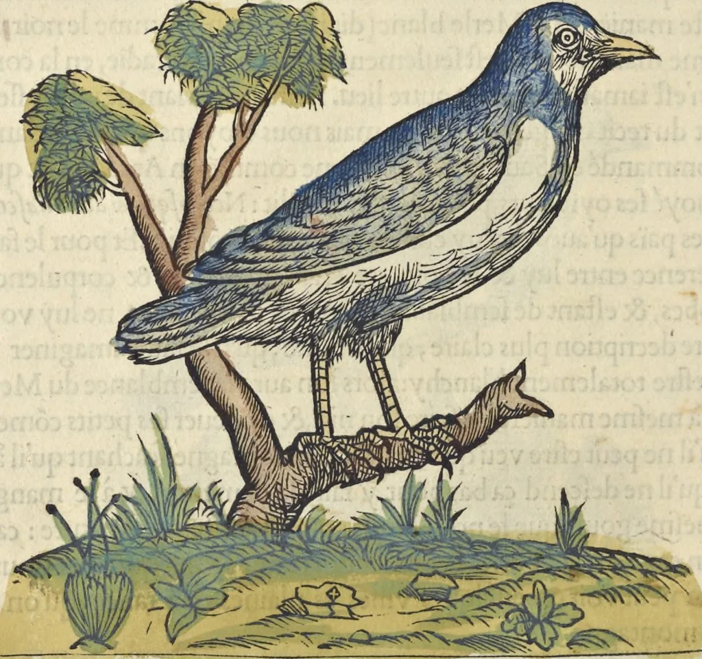 An illustration from L'histoire de la natvre des oyseavx : avec levrs descriptions, & naïfs portraicts retirez du natvrel, escrite en sept livres, 1555, leaf 349