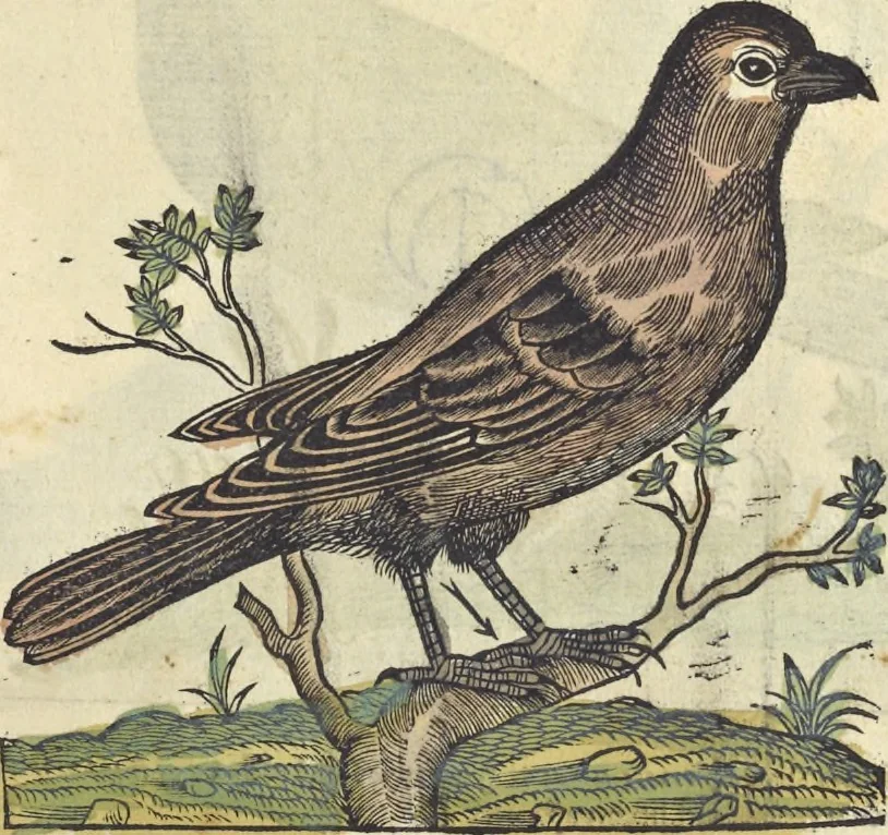 An illustration from L'histoire de la natvre des oyseavx : avec levrs descriptions, & naïfs portraicts retirez du natvrel, escrite en sept livres, 1555, leaf 350