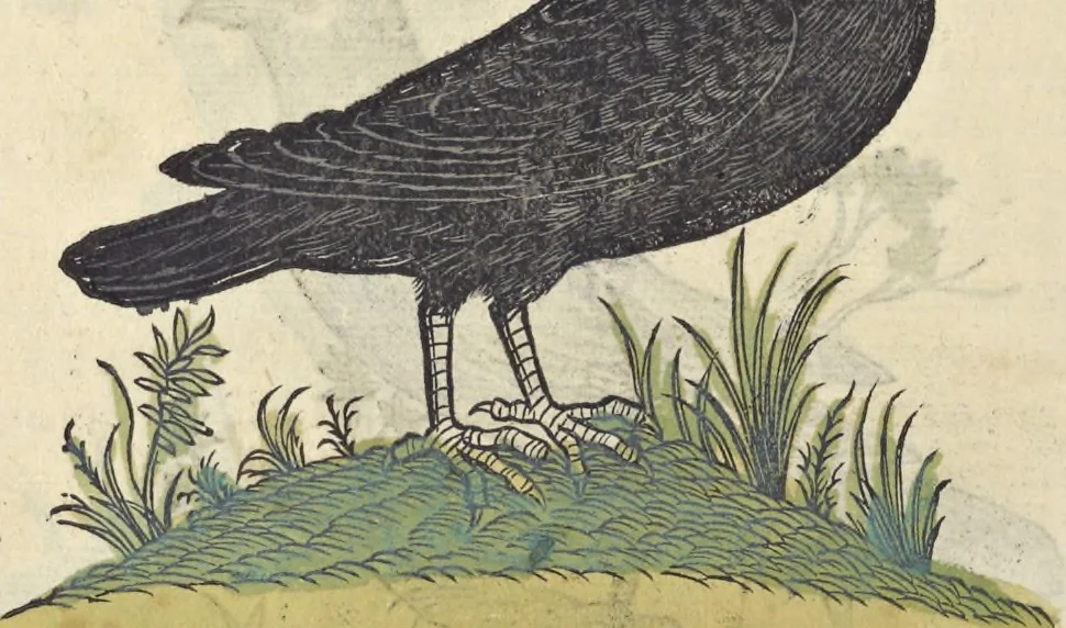 An illustration from L'histoire de la natvre des oyseavx : avec levrs descriptions, & naïfs portraicts retirez du natvrel, escrite en sept livres, 1555, leaf 351