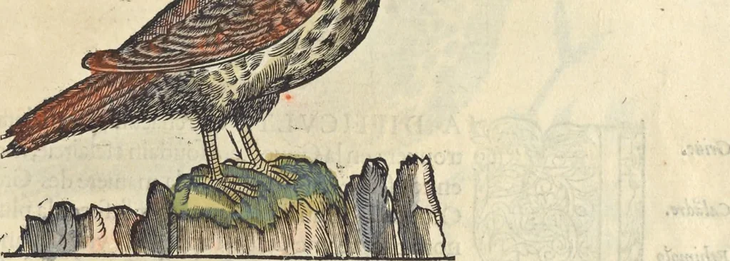 An illustration from L'histoire de la natvre des oyseavx : avec levrs descriptions, & naïfs portraicts retirez du natvrel, escrite en sept livres, 1555, leaf 354