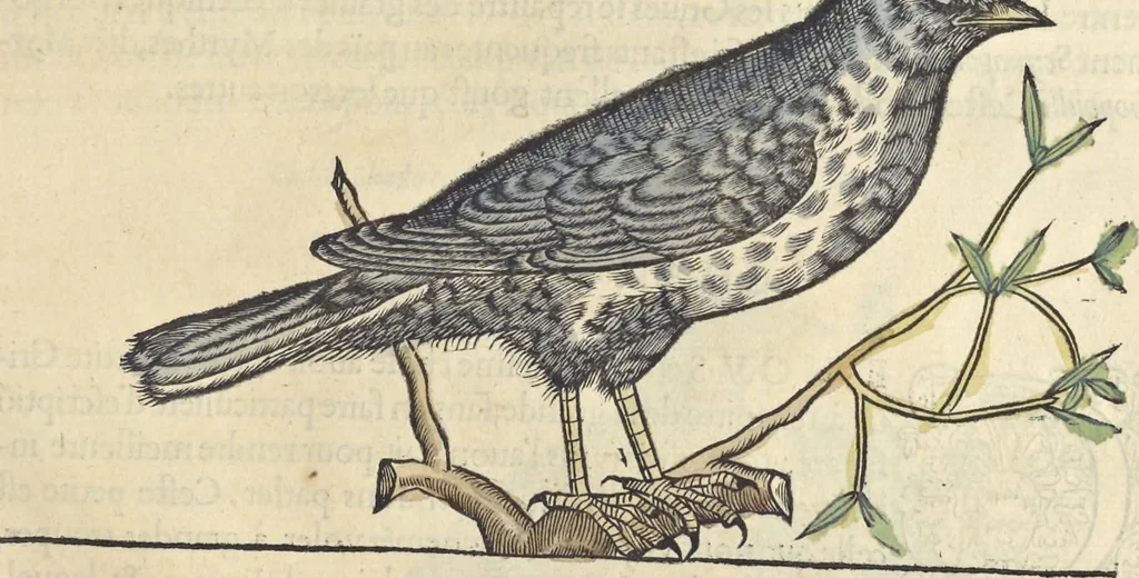 An illustration from L'histoire de la natvre des oyseavx : avec levrs descriptions, & naïfs portraicts retirez du natvrel, escrite en sept livres, 1555, leaf 356