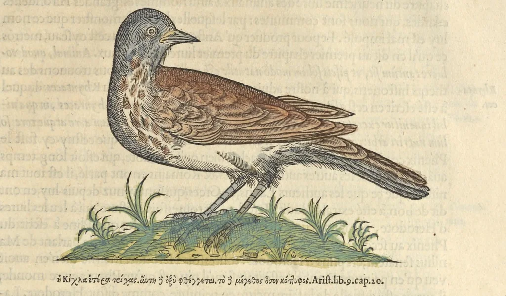 An illustration from L'histoire de la natvre des oyseavx : avec levrs descriptions, & naïfs portraicts retirez du natvrel, escrite en sept livres, 1555, leaf 360