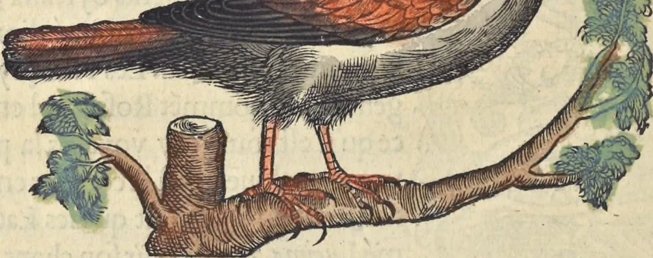 An illustration from L'histoire de la natvre des oyseavx : avec levrs descriptions, & naïfs portraicts retirez du natvrel, escrite en sept livres, 1555, leaf 367
