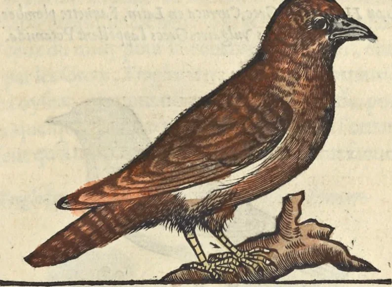 An illustration from L'histoire de la natvre des oyseavx : avec levrs descriptions, & naïfs portraicts retirez du natvrel, escrite en sept livres, 1555, leaf 370