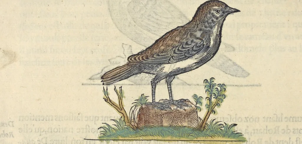 An illustration from L'histoire de la natvre des oyseavx : avec levrs descriptions, & naïfs portraicts retirez du natvrel, escrite en sept livres, 1555, leaf 371
