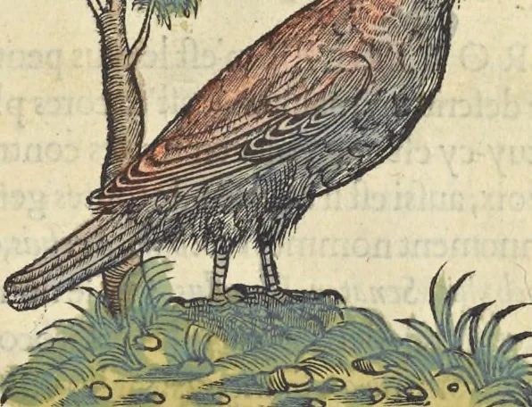 An illustration from L'histoire de la natvre des oyseavx : avec levrs descriptions, & naïfs portraicts retirez du natvrel, escrite en sept livres, 1555, leaf 372