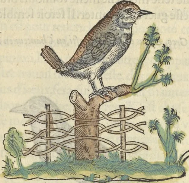 An illustration from L'histoire de la natvre des oyseavx : avec levrs descriptions, & naïfs portraicts retirez du natvrel, escrite en sept livres, 1555, leaf 374