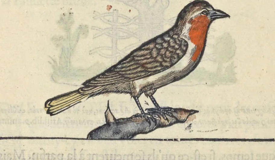 An illustration from L'histoire de la natvre des oyseavx : avec levrs descriptions, & naïfs portraicts retirez du natvrel, escrite en sept livres, 1555, leaf 375