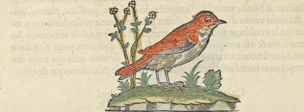 An illustration from L'histoire de la natvre des oyseavx : avec levrs descriptions, & naïfs portraicts retirez du natvrel, escrite en sept livres, 1555, leaf 377
