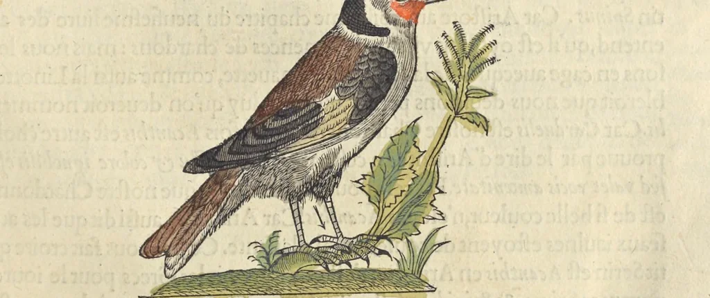 An illustration from L'histoire de la natvre des oyseavx : avec levrs descriptions, & naïfs portraicts retirez du natvrel, escrite en sept livres, 1555, leaf 384
