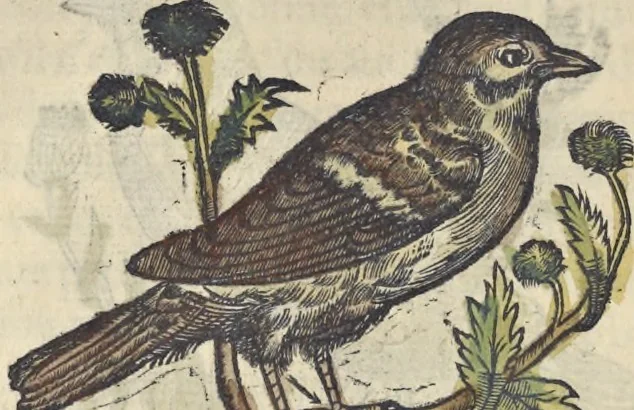 An illustration from L'histoire de la natvre des oyseavx : avec levrs descriptions, & naïfs portraicts retirez du natvrel, escrite en sept livres, 1555, leaf 387