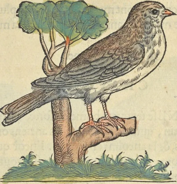 An illustration from L'histoire de la natvre des oyseavx : avec levrs descriptions, & naïfs portraicts retirez du natvrel, escrite en sept livres, 1555, leaf 388