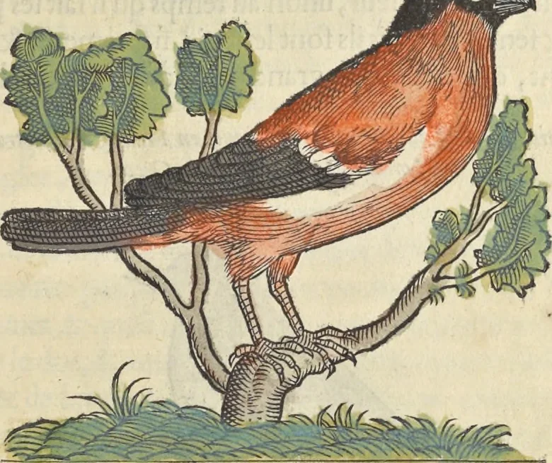 An illustration from L'histoire de la natvre des oyseavx : avec levrs descriptions, & naïfs portraicts retirez du natvrel, escrite en sept livres, 1555, leaf 390