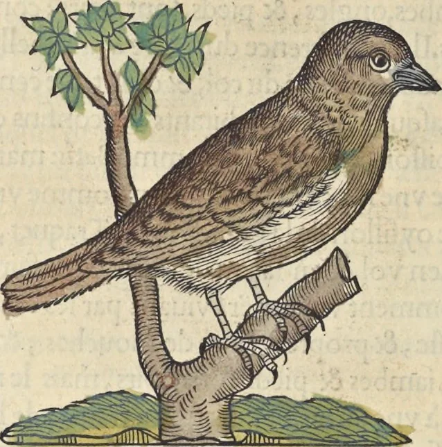 An illustration from L'histoire de la natvre des oyseavx : avec levrs descriptions, & naïfs portraicts retirez du natvrel, escrite en sept livres, 1555, leaf 393