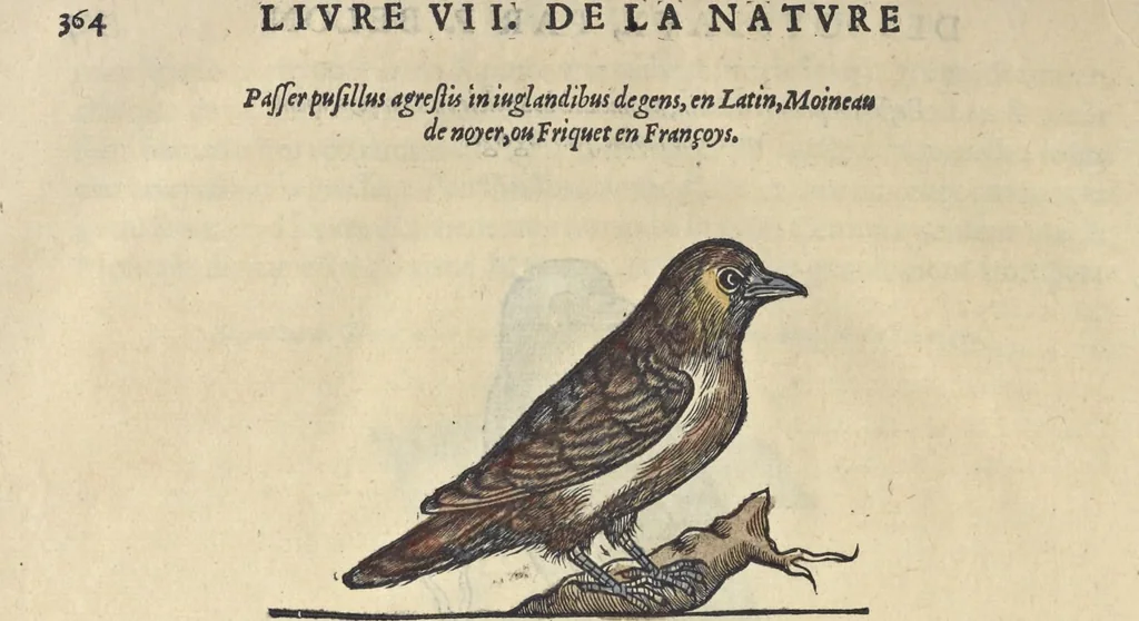 An illustration from L'histoire de la natvre des oyseavx : avec levrs descriptions, & naïfs portraicts retirez du natvrel, escrite en sept livres, 1555, leaf 395