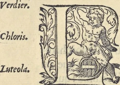 An illustration from L'histoire de la natvre des oyseavx : avec levrs descriptions, & naïfs portraicts retirez du natvrel, escrite en sept livres, 1555, leaf 395