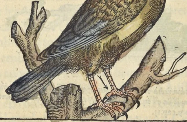 An illustration from L'histoire de la natvre des oyseavx : avec levrs descriptions, & naïfs portraicts retirez du natvrel, escrite en sept livres, 1555, leaf 397