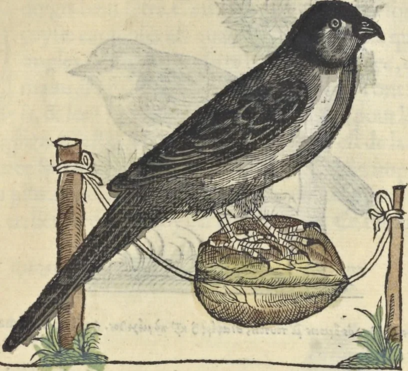 An illustration from L'histoire de la natvre des oyseavx : avec levrs descriptions, & naïfs portraicts retirez du natvrel, escrite en sept livres, 1555, leaf 400
