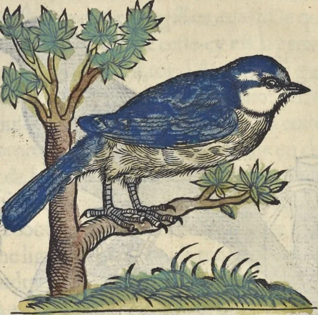 An illustration from L'histoire de la natvre des oyseavx : avec levrs descriptions, & naïfs portraicts retirez du natvrel, escrite en sept livres, 1555, leaf 401
