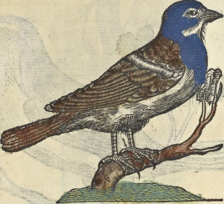 An illustration from L'histoire de la natvre des oyseavx : avec levrs descriptions, & naïfs portraicts retirez du natvrel, escrite en sept livres, 1555, leaf 404