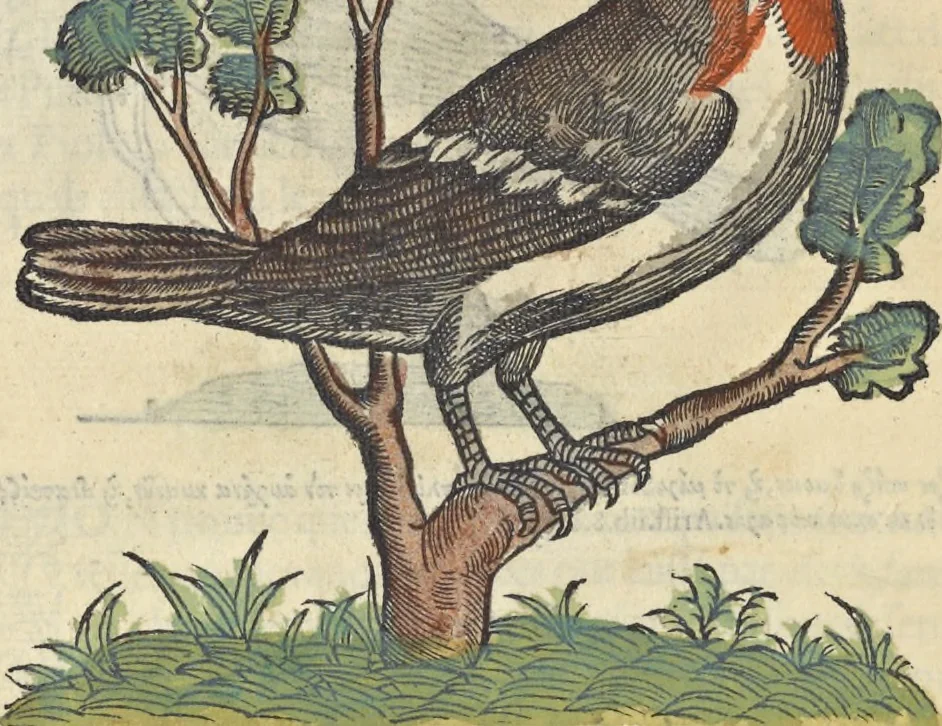 An illustration from L'histoire de la natvre des oyseavx : avec levrs descriptions, & naïfs portraicts retirez du natvrel, escrite en sept livres, 1555, leaf 405