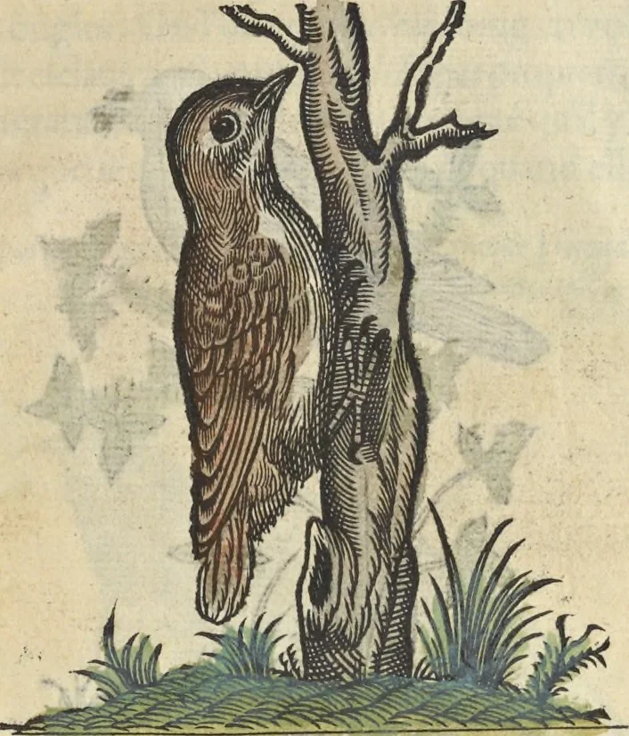An illustration from L'histoire de la natvre des oyseavx : avec levrs descriptions, & naïfs portraicts retirez du natvrel, escrite en sept livres, 1555, leaf 406