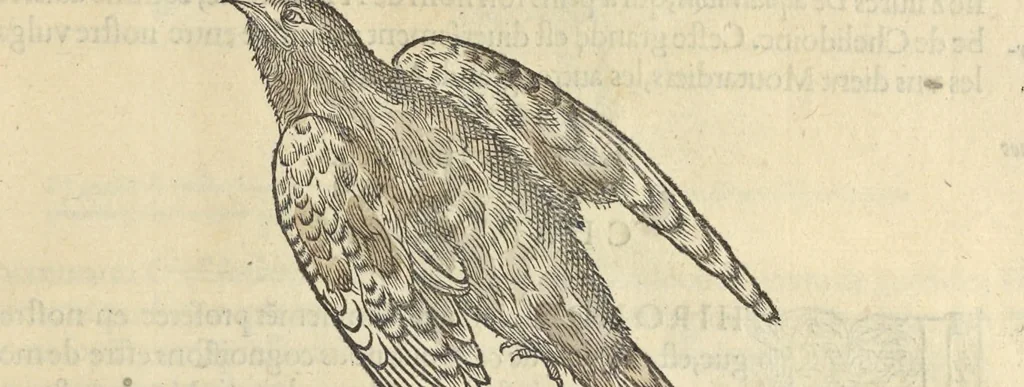 An illustration from L'histoire de la natvre des oyseavx : avec levrs descriptions, & naïfs portraicts retirez du natvrel, escrite en sept livres, 1555, leaf 408