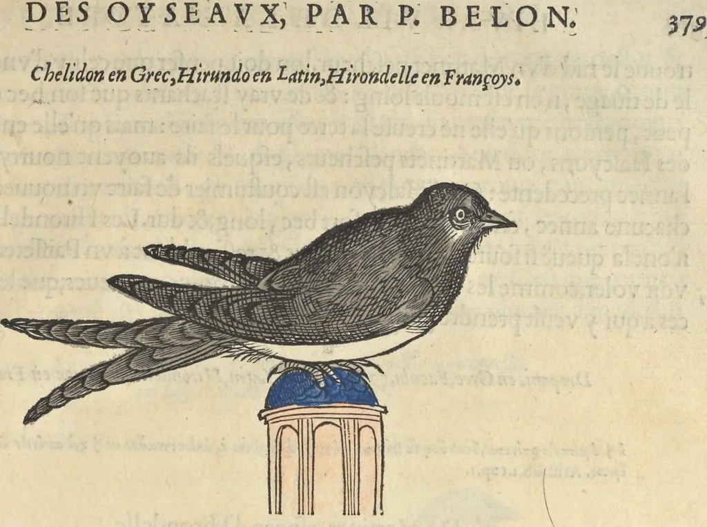 An illustration from L'histoire de la natvre des oyseavx : avec levrs descriptions, & naïfs portraicts retirez du natvrel, escrite en sept livres, 1555, leaf 410