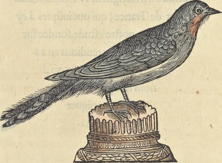 An illustration from L'histoire de la natvre des oyseavx : avec levrs descriptions, & naïfs portraicts retirez du natvrel, escrite en sept livres, 1555, leaf 412