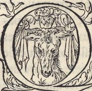 An illustration from L'histoire de la natvre des oyseavx : avec levrs descriptions, & naïfs portraicts retirez du natvrel, escrite en sept livres, 1555, leaf 67
