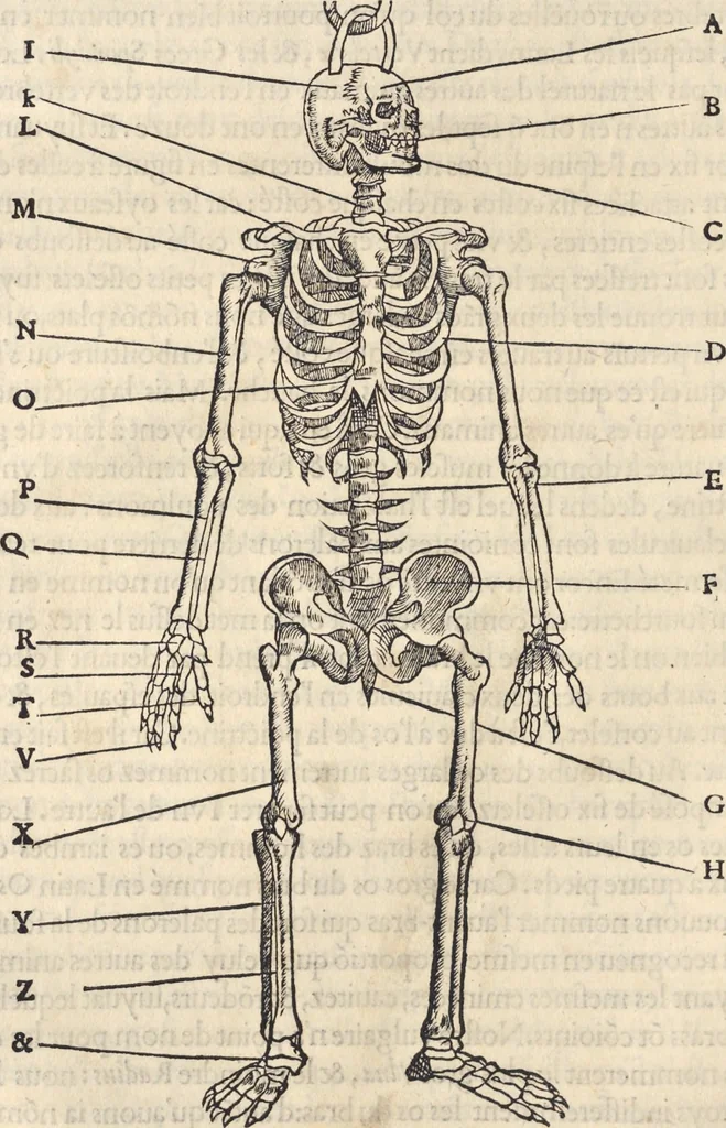 An illustration from L'histoire de la natvre des oyseavx : avec levrs descriptions, & naïfs portraicts retirez du natvrel, escrite en sept livres, 1555, leaf 71