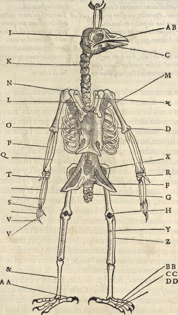 An illustration from L'histoire de la natvre des oyseavx : avec levrs descriptions, & naïfs portraicts retirez du natvrel, escrite en sept livres, 1555, leaf 72